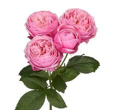 Pink Roses